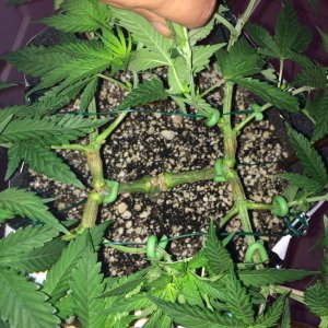 Raspberry Cough1 Sativa Week 7