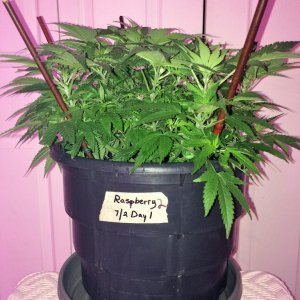 Raspberry Cough2 Week7 Flwr Day1