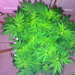 Norther Lights Week 7 Flower Day 1