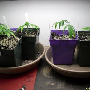 Northern Lights 2 Clones