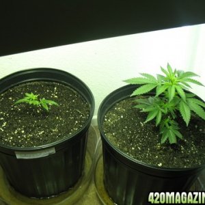 my 2 girls    og kush (left)  skywalker (right)