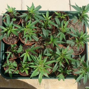 09 uk grow