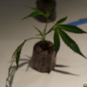 09 uk grow