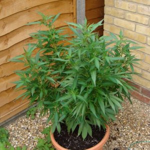 09 uk grow