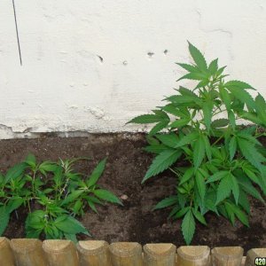 09 uk grow