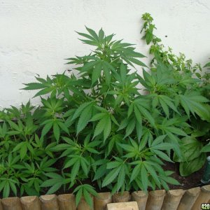 09 uk grow