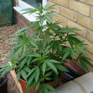 09 uk grow