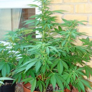 09 uk grow