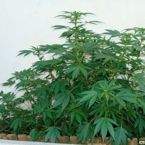 09 uk grow