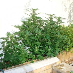 09 uk grow