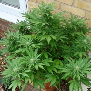 09 uk grow