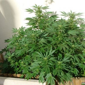 09 uk grow