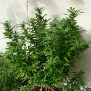 09 uk grow