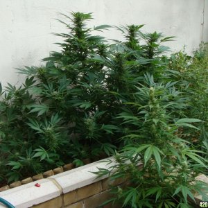 09 uk grow