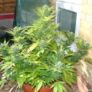 09 uk grow