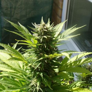 09 uk grow