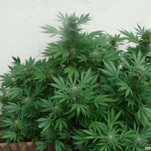 09 uk grow