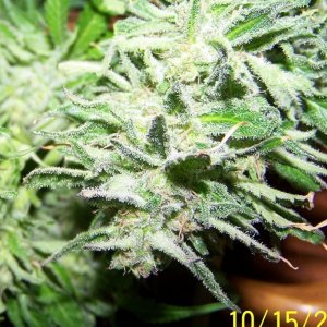 Lower buds S Skunk