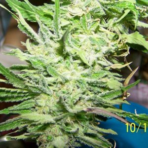 Lower buds S Skunk