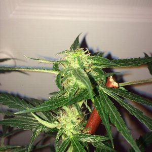 Lemon OG1 Wk7 Flwr21