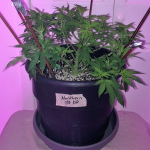 Northern Lights Week 7 Flower Day 2