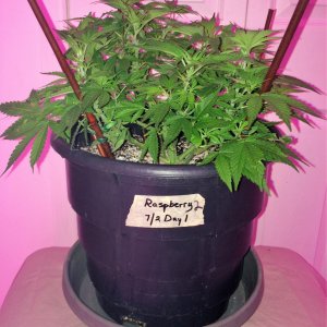 Raspberry Cough2 Sativa Week 7