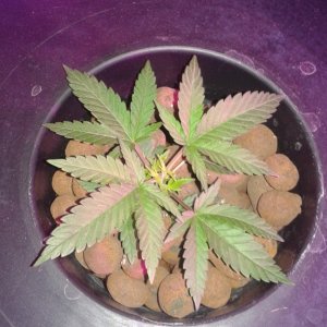 critical kush dwc