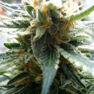 h00ks Hillbilly Grow 2016