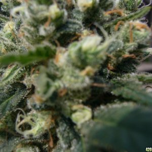 h00ks Hillbilly Grow 2016