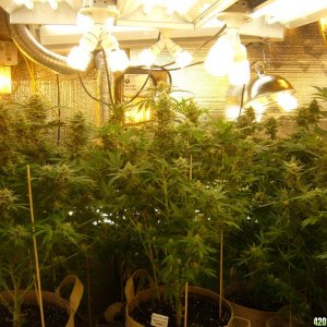 h00ks Hillbilly Grow 2016