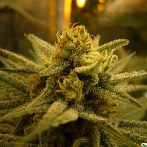 h00ks Hillbilly Grow 2016