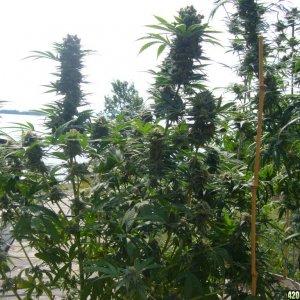 h00ks Hillbilly Grow 2016