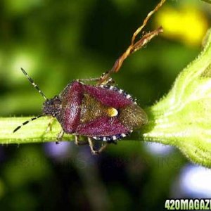 sloe-shield-bug