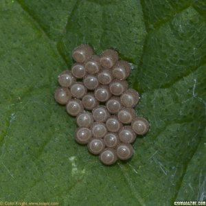 Hairy_Shieldbug_eggs_Dolycoris_baccarum_8800