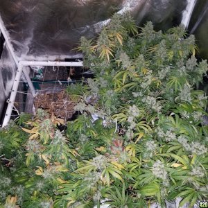 5 days before harvest