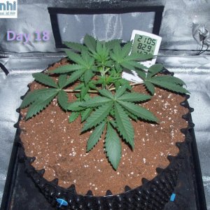 Lumini grow