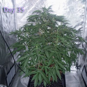 Lumini grow