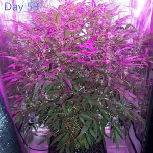 Lumini grow