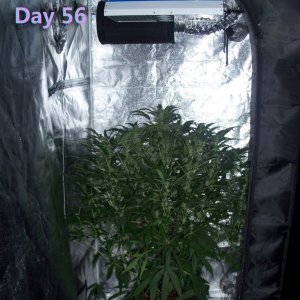 Lumini grow