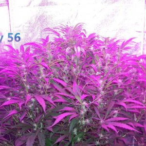 Lumini grow