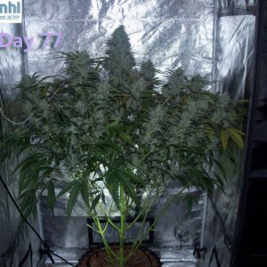 Lumini grow