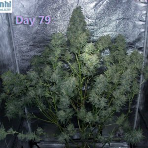 Lumini grow