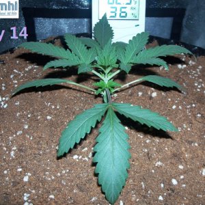 Lumini grow