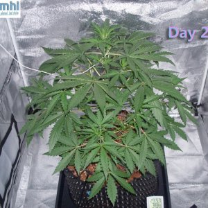 Lumini grow