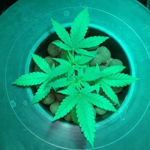 critical kush dwc