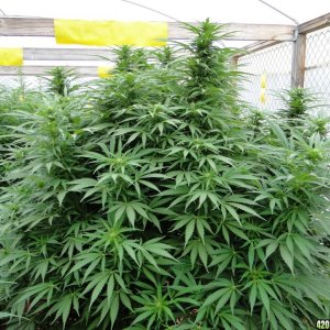 2016 Organic Multi-Strain Grow-Greenhouse #2-8/27/16