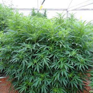 2016 Organic Multi-Strain Grow-Greenhouse #2-8/27/16