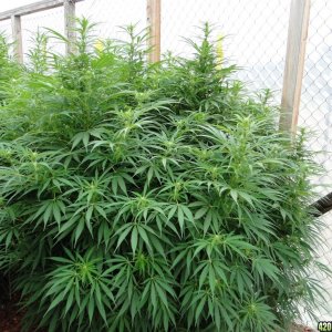 2016 Organic Multi-Strain Grow-Greenhouse #2-8/27/16