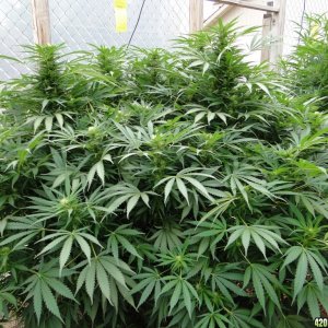 2016 Organic Multi-Strain Grow-Greenhouse #2-8/27/16