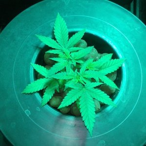 critical kush dwc